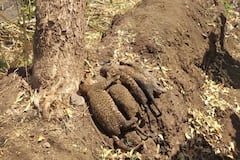 5 leopard cubs charred to death after farm workers in Pune burn garbage