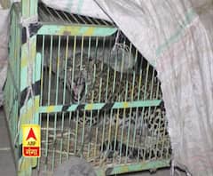 रामनगर में मादा गुलदार शावकों संग आई नजर, वन विभाग ने जंगल में सुरक्षित छोड़ा 