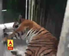 पिंजरे में बाघ और तमाशबीन लोग...देखें वीडियो 