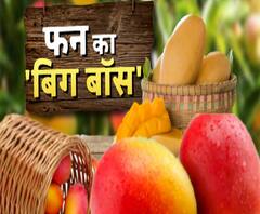 फलों का राजा आम यानि फन का 'बिग बॉस'