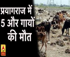 प्रयागराज में नहीं थम रहा गायों की मौत का सिलसिला, 5 और गायों की मौत 