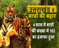 उत्तराखंड वन विभाग के लिए खुशख़बरी, बाघों की संख्या में बढ़ोतरी