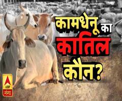 कामधेनु का कातिल कौन ?