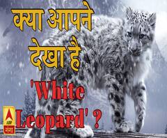 देखिए, उत्तराखंड में घूमता दिखा सफेद तेंदुआ | White Snow Leopard | ABP Ganga
