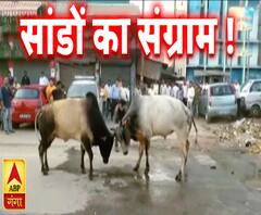 सांडों का संग्राम !