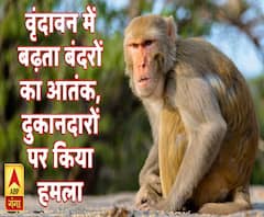 वृंदावन में बढ़ता बंदरों का आतंक, दुकानदारों पर किया हमला