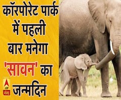 कॉरपोरेट पार्क में नन्हें हाथी 'सावन' का मनाया जाएगा पहला जन्मदिन ।