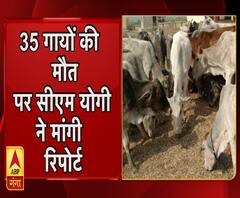 प्रयागराज में 35 गायों की मौत से हड़कंप, CM योगी ने मांगी रिपोर्ट 