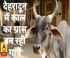 देहरादून में काल का ग्रास बन रही हैं गायें 