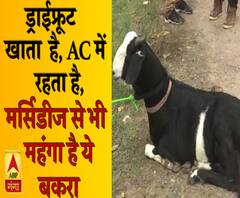 ड्राईफ्रूट खाता है और AC में रहता है, मर्सिडीज से भी महंगा है ये बकरा 