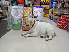 રાજકોટમાં આરોગ્ય વિભાગના ફરસાણની દુકાનો પર દરોડા, જુઓ વીડિયો