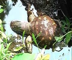 রবীন্দ্র সরোবরে ভেসে উঠল মরা মাছ ও কচ্ছপ, ছটে দূষণের জের? দুশ্চিন্তায় পরিবেশপ্রেমীরা