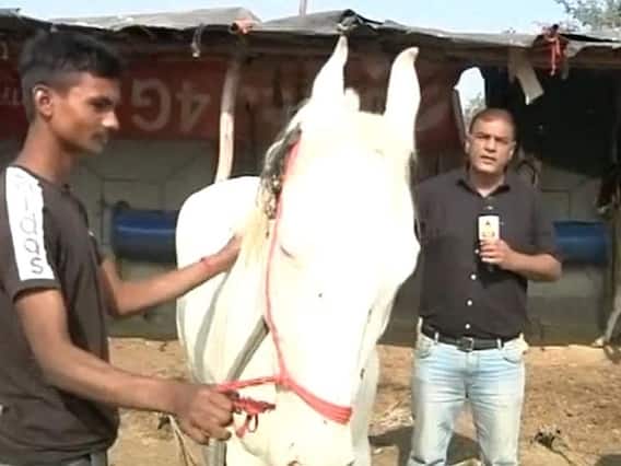 जानिए क्या होती है हॉर्स ट्रेडिंग और राजनीति में कहां से आया ये शब्द ? 