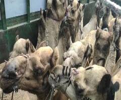 Rural News | माझं गाव माझा जिल्हा | राज्याच्या कानाकोपऱ्यातील बातम्यांचा आढावा | ABP Majha 