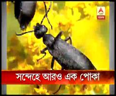 বৈদ্যবাটিতে পোকার কামড়ে বধূর মৃত্যুতে সন্দেহের তালিকায় ব্লিস্টার বিটল, রোভ বিটলের নাম