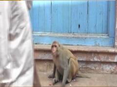 देश की संसद में 'बंदरों पर चर्चा', Hema Malini ने मथुरा में 'मंकी सफारी' बनाने की मांग की