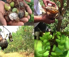 Farmer Help | राज्यातील नुकसानग्रस्त शेतकऱ्यांना दिलासा, राज्यपालांकडून मदतीची घोषणा | ABP Majha