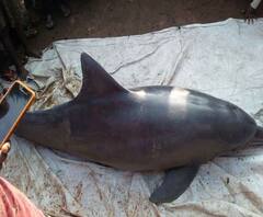 পূর্ব মেদিনীপুরের ভূপতিনগরে জালে আটকে ডলফিনের মৃত্যু