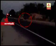  চালসায় বাসের ধাক্কায় জখম গন্ডার