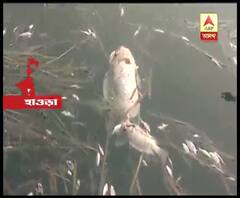 হাওড়ায় লেকে ভেসে উঠল প্রচুর মরা মাছ, বিষক্রিয়া মৃত্যু, অনুমান পার্ক কর্তৃপক্ষের