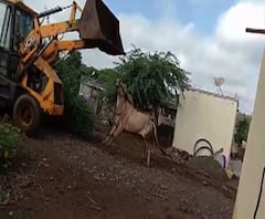 Bull murdered brutally | पिसाळलेल्या बैलाची जेसीबीने हत्या केलेल्यांना अटक | ABP Majha 