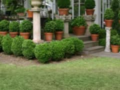 Pollution से बचाते हैं ये पौधे, घर के वातावरण को कर देंगे शुद्ध । Air Pollution