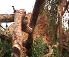 বুলবুলের বলি ৮, বসিরহাটেই মৃত ৫, খবর ফটাফট