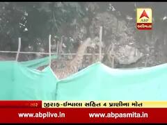 નર્મદાઃ સફારી પાર્કમાં જીરાફ અને ઇમ્પાલા સહિત ચાર પ્રાણીના મોત, શું છે કારણ? જુઓ વીડિયો