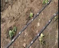 Reporter Stories: উত্তরবঙ্গের পতিত জমিতে দিশা দেখাচ্ছে স্ট্রবেরি, ড্রাগন ফুটের চাষ, উৎসাহিত কৃষক-শিক্ষিত যুবকরা