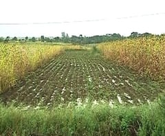 Wet Drought | अवकाळी पावसाचा कहर, नेत्यांचे पाहणी दौरे सुरुच, मदतीची मात्र प्रतीक्षा | स्पेशल रिपोर्ट | ABP Majha