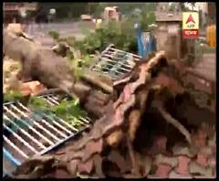 সুন্দরবনের ম্যানগ্রোভ অরণ্যের জন্য কলকাতায় কম হয়েছে বুলবুলের তাণ্ডব