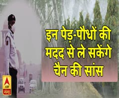 इन पेड़-पौधों की मदद से ले सकेंगे चैन की सांस, प्रदूषण से बचाने में हैं मददगार