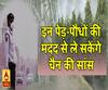 इन पेड़-पौधों की मदद से ले सकेंगे चैन की सांस, प्रदूषण से बचाने में हैं मददगार
