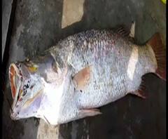 উলুবেড়িয়ায় ছিপে উঠল সাড়ে ১৮ কেজির ভেটকি! বিক্রি ১২ হাজার টাকায়