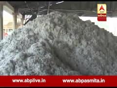 CCI મારફતે કપાસની ખરીદી ન કરાતા મોરબીના ખેડૂતોને પડી રહી છે મુશ્કેલી, જુઓ વીડિયો 