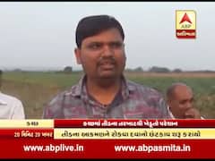 કચ્છમાં ફરી તીડના ત્રાસથી પરેશાન, ખેડૂતોએ શું કરી માંગ? જુઓ વીડિયો