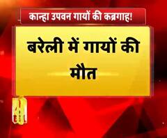 कान्हा उपवन गायों की कब्रगाह!