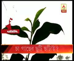 প্রকৃতির খামখেয়ালিতে চা গাছের শীতকালীন ছুটি ছাঁটাইয়ের আশঙ্কা