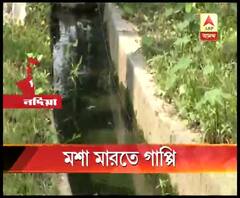 নদিয়ার চাকদায় ডেঙ্গি প্রতিরোধে জলাশয়, নর্দমায় গাপ্পি মাছ ছাড়া হল তৃণমল বিধায়ক তথা রাজ্যের মন্ত্রীর উদ্যোগে