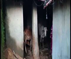 Reporter Stories: অন্ডালে গোয়ালঘরে বিস্ফোরণ, আশঙ্কাজনক ১