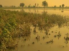 કચ્છઃ સખીયારો તળાવમાં નર્મદાનું પાણી છોડાતા ખેતરોમાં ફરી વળ્યા પાણી, જુઓ વીડિયો