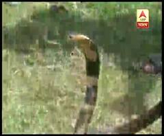 অ্যান্টি স্নেক ভেনাম দেওয়া সত্ত্বেও সাপে কাটা রোগীর মৃত্যু, ওষুধের কার্যকারিতা নিয়ে প্রশ্ন