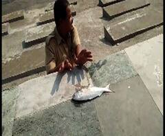 ফের ডেঙ্গিতে শিশুমৃত্যু, দিঘায় ইলিশ নিয়ে পুলিশের ছবি, মহারাষ্ট্রে জট অব্যাহত আরও খবর দেখে নিন ফটাফট