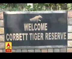  रामनगर के कॉर्बेट इलाके में पकड़ा गया आदमखोर बाघ