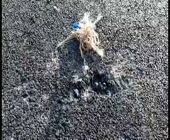 Reporter Stories: তৃণমূলের বিরুদ্ধে সবংয়ে রাতভর বোমাবাজির অভিযোগ বিজেপি-র, কালিমালিপ্ত করার চেষ্টা, পাল্টা শাসক দল