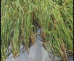 Reporter Stories: বুলবুলের প্রভাবে ক্ষতি আলু ও ধান চাষে