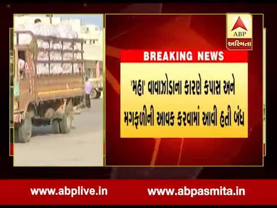 રાજકોટ યાર્ડમાં કપાસ અને મગફળીની આવક શરૂ થઇ, જુઓ વીડિયો