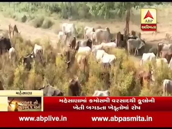 મહેસાણા: કમોસમી વરસાદથી ફુલોની ખેતીમાં વ્યાપક નુકસાન થતાં પાકને પશુઓને હવાલે કર્યો,જુઓ વીડિયો 