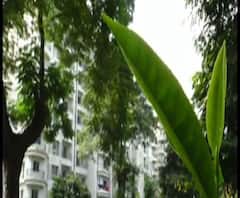 Reporter Stories: রাজ্য সড়কের ধারে চা বাগান নিয়ে জটিলতা, শ্রমিক বিক্ষোভের আশঙ্কা