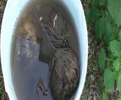 Reporter Stories: শান্তিপুরের বাগ আচড়া গ্রামে আমবাগানের মধ্যে নাইলনের ব্যাগ থেকে তাজা বোমা উদ্ধার